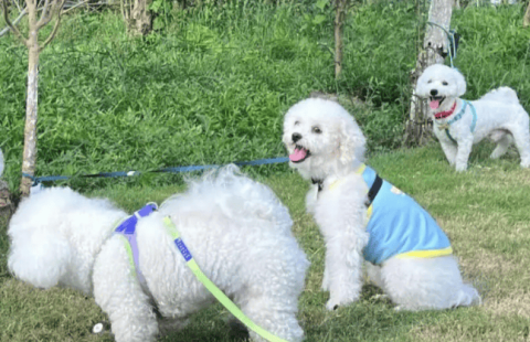 The difference between light-colored dogs and loud dogs