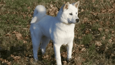 Kishu Inu Puppy Picture IQ Ranking