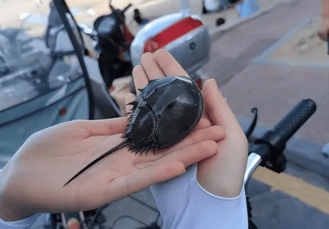 What are the effects of drinking horseshoe crab blood?