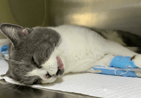 Will a cat resent its owner after being neutered? Why?