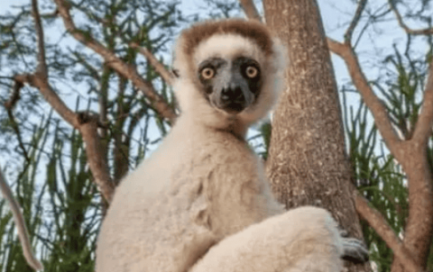 What staple food do lemurs eat?