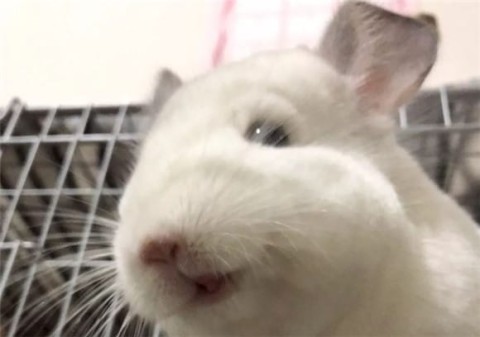 What are the reasons why chinchillas are so valuable?