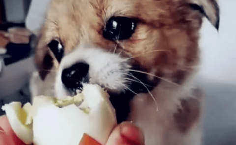 Can dogs eat raw eggs?