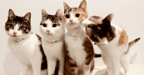 Is it really right for you to have a second cat? Whether a single-cat family can raise a 