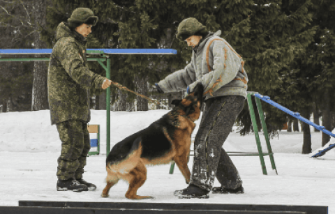 Military dog ​​adoption price list