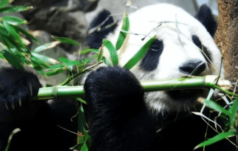 National treasure trivia you don’t know: Besides bamboo, what else do giant pandas eat?