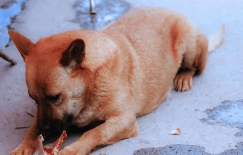 Can dogs eat raw cucumbers?