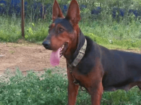 Laizhou Red Dog changes color after several months