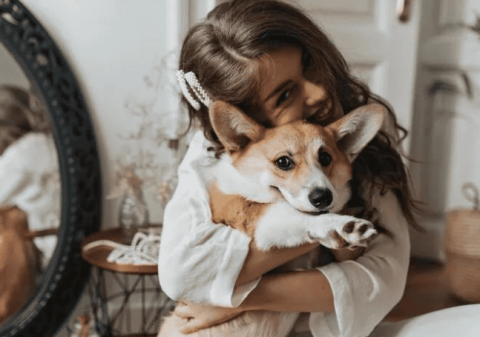 What are the characteristics of Corgi? Tips for raising a Corgi puppy