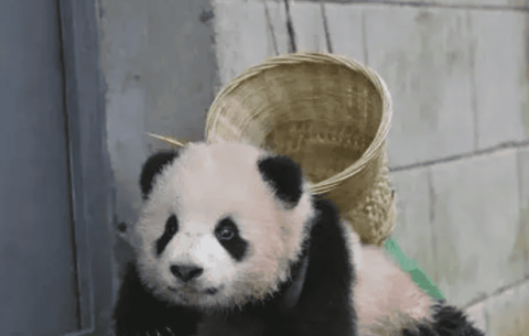 How long is the life span of a giant panda? Come and find out