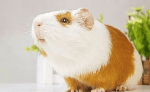 What should you pay attention to when caged guinea pigs?