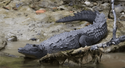 Shocked! Uncover the three largest crocodiles