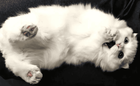 Why does a cat turn its belly on you on the ground?