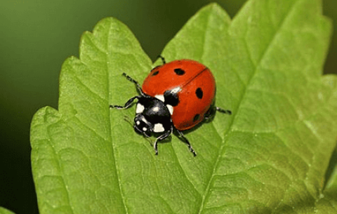 Seven-spotted ladybug, an insect with multiple values