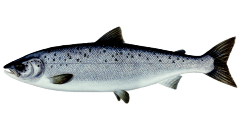 Blue Leap Classroom | Not all salmon are Atlantic salmon