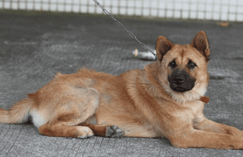 What breed of yellow dog has black tongue?