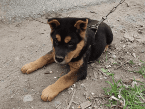 Are Guangxi native hounds fierce?