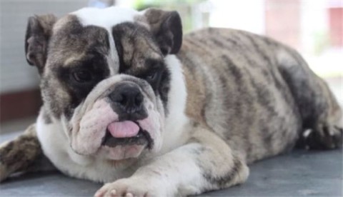 When should Tiger Bulldogs be dewormed?