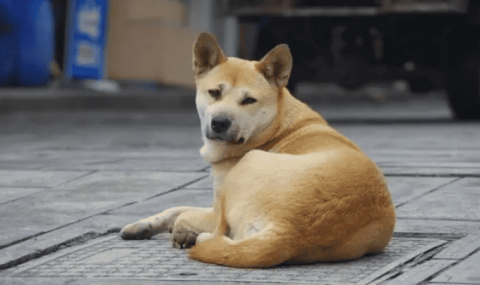 The most authentic Chinese pastoral dog