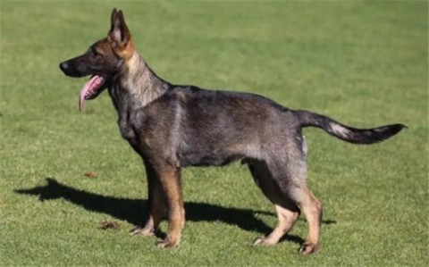 The personality traits of 6 major military dogs