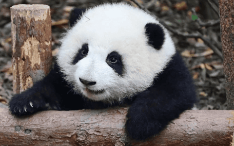 Animal Knowledge Popularization: The National Treasure Giant Panda