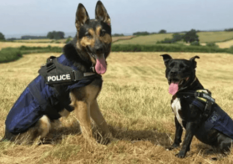 What is the difference between police dogs and military dogs?