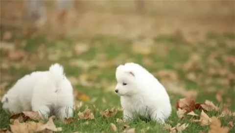 Feeding Samoyed involves many aspects~