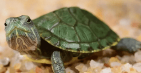 Five reasons why you should keep a turtle