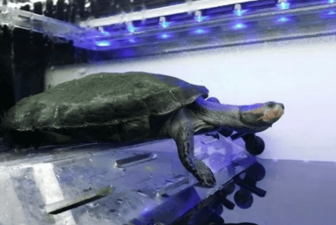 How to keep the imitation wild turtle tank from smelling