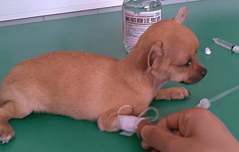 Can dog parvovirus be transmitted to humans?