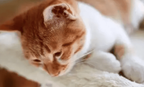 Cat reacts to stress by not eating for 6 days