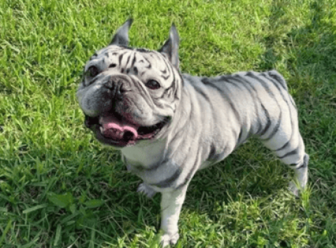 When should Tiger Bulldogs be dewormed?