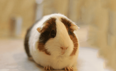 What should I do if my guinea pig doesn’t drink water?