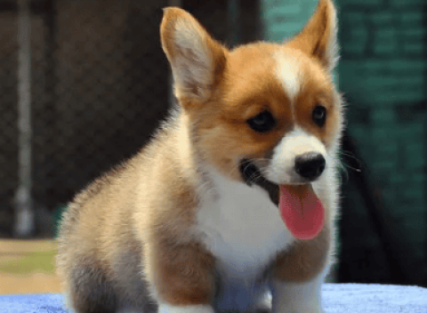 Which is better, two-color Corgi or two-color Corgi?