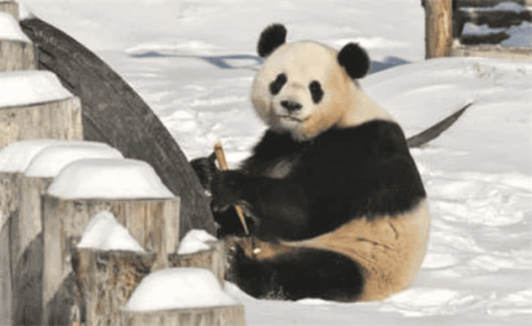 How long do giant pandas generally live, what kind of food do they eat, and are they capable of reproducing?