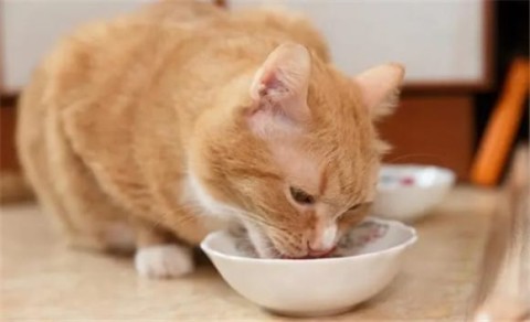 How to tell if your cat has poor digestion