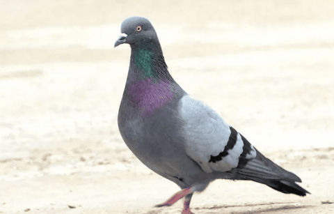 What are the characteristics of pigeons? Come and take a look~