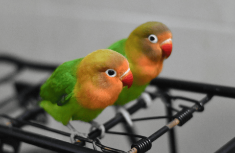 Faye's peony parrots are blooming