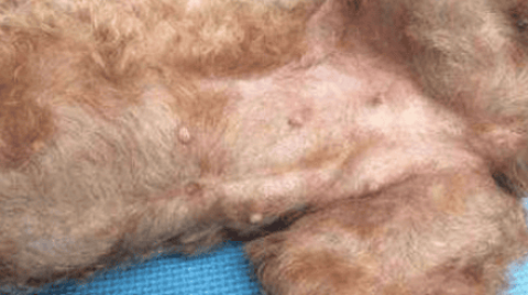 Dog discharges secretion after more than 40 days of pregnancy