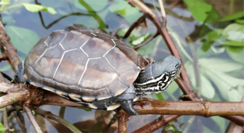 Revealed: The three favorite things of turtles will definitely open your eyes!