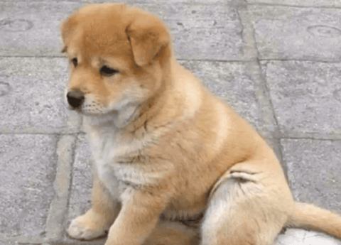 A dog with yellow body and white legs