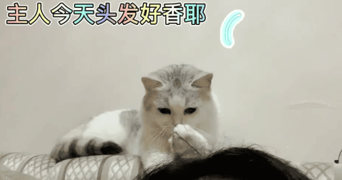 Why do cats step on milk in their hair?