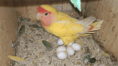 What should I do if my peony parrot keeps laying white eggs?