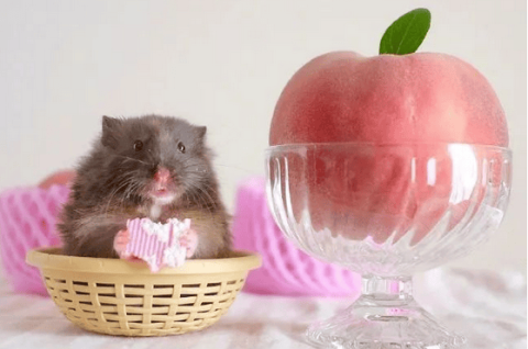 Can hamsters eat peaches? Why?