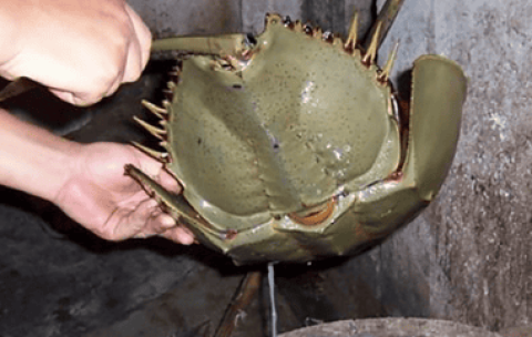 Will horseshoe crabs die if they leave the water?