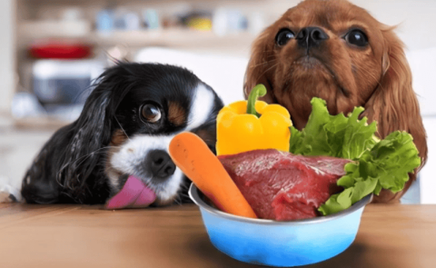 What is the best food to feed dogs?