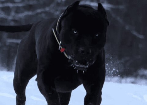 Are American Black Panther Dogs Real?