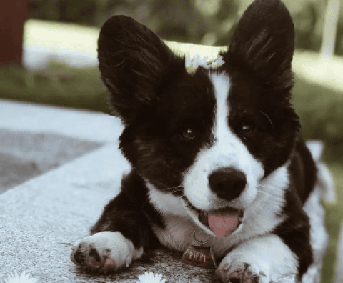 The difference between black and white corgis and three color corgis