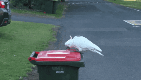 Why are birds so smart?