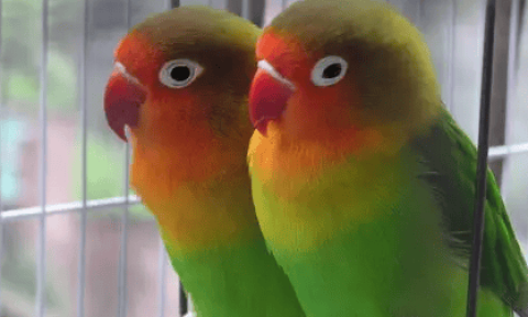 Can green peach and peony parrots talk?